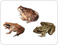 examples of amphibians image