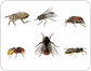 Beispiele für Insekten