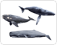 Beispiele für Meeressäugetiere
