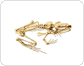 skeleton of a frog image