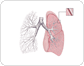 lungs image