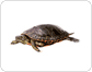 äußere Merkmale einer Schildkröte Bild