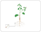 Aufbau einer Pflanze Bild