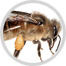 honeybee image