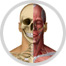anatomy image