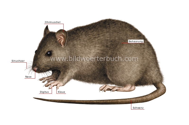 morphology of a rat image