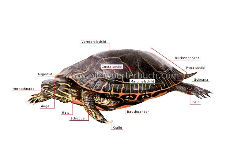 morphology of a turtle image
