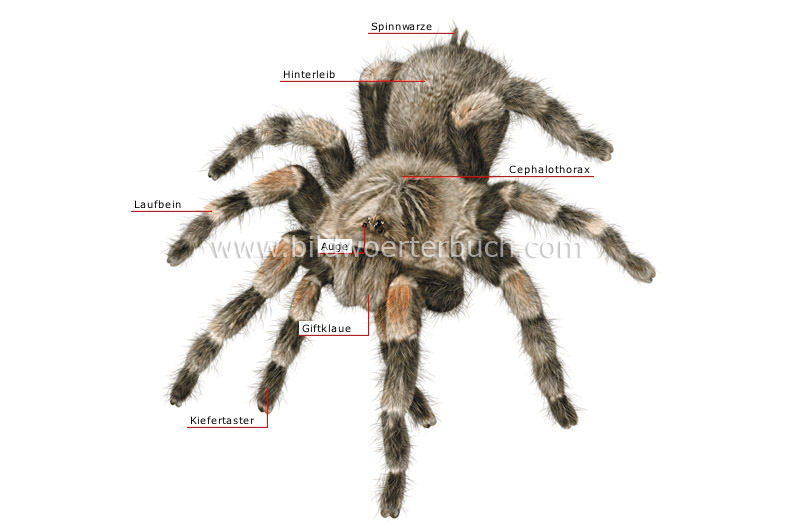 äußere Merkmale einer Spinne Bild