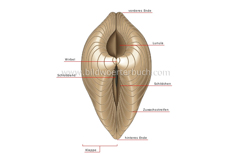 morphology of a bivalve shell image