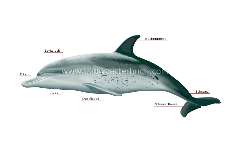 äußere Merkmale eines Delphins Bild