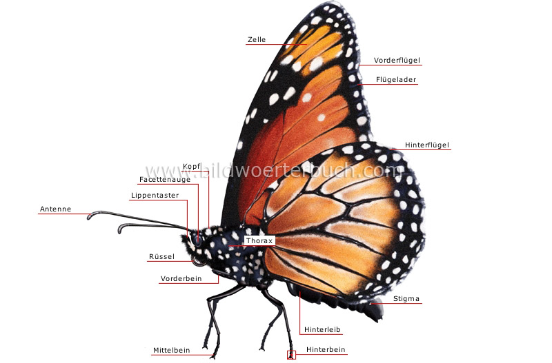 äußere Merkmale eines Schmetterlings Bild