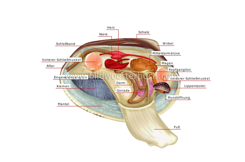Anatomie einer zweischaligen Muschel Bild