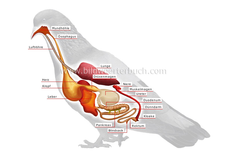 Anatomie eines Vogels Bild