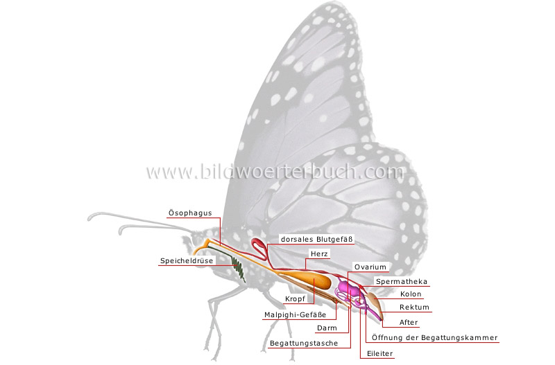 Anatomie eines weiblichen Schmetterlings Bild