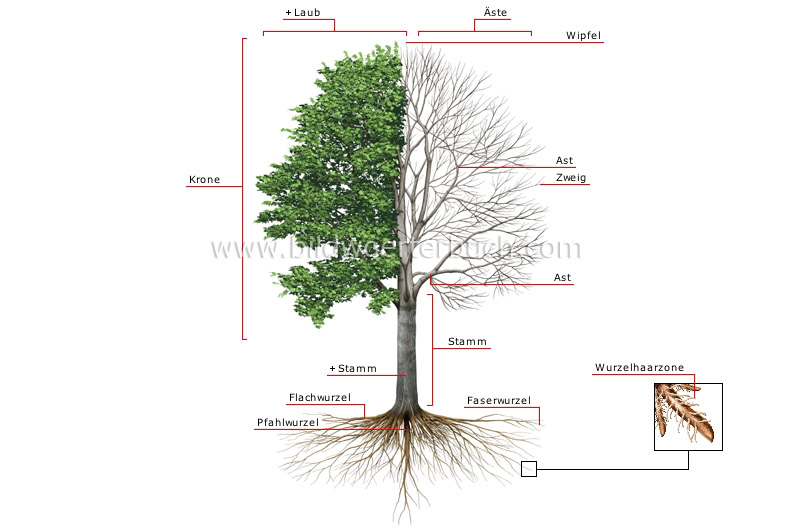 structure of a tree image