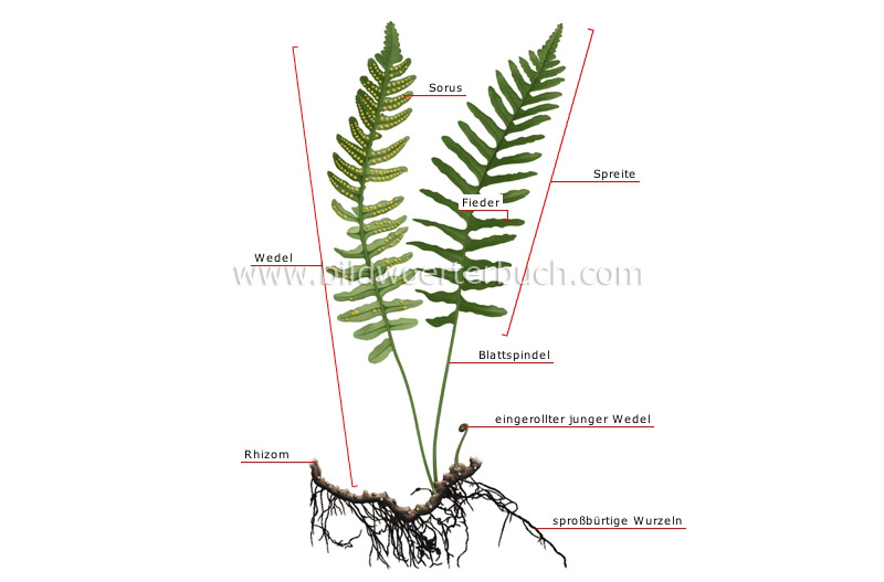 structure of a fern image