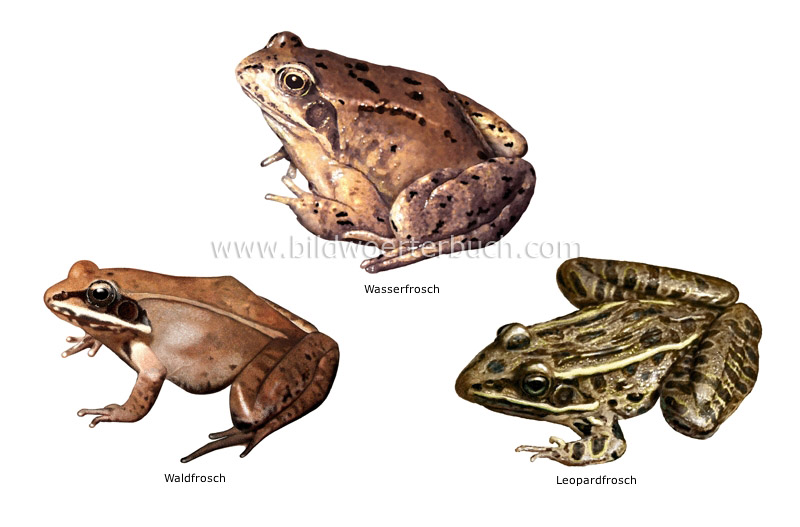 Beispiele für Amphibien Bild