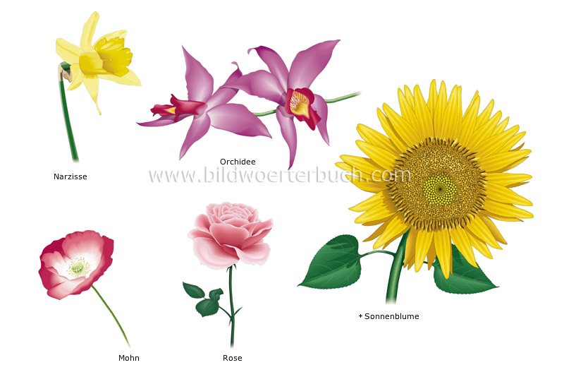 Beispiele für Blumen Bild