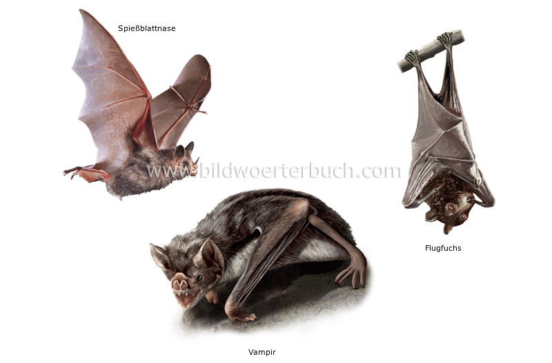 examples of bats image
