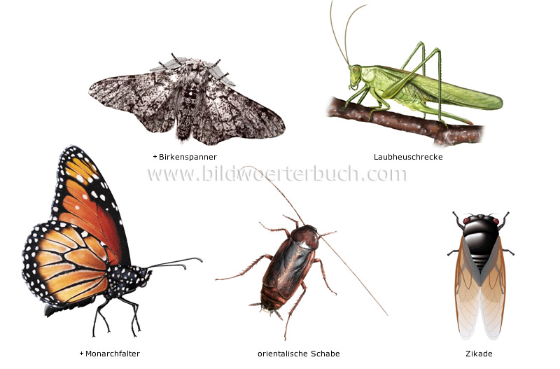 Beispiele für Insekten Bild