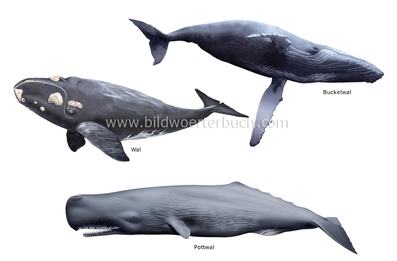 Beispiele für Meeressäugetiere Bild