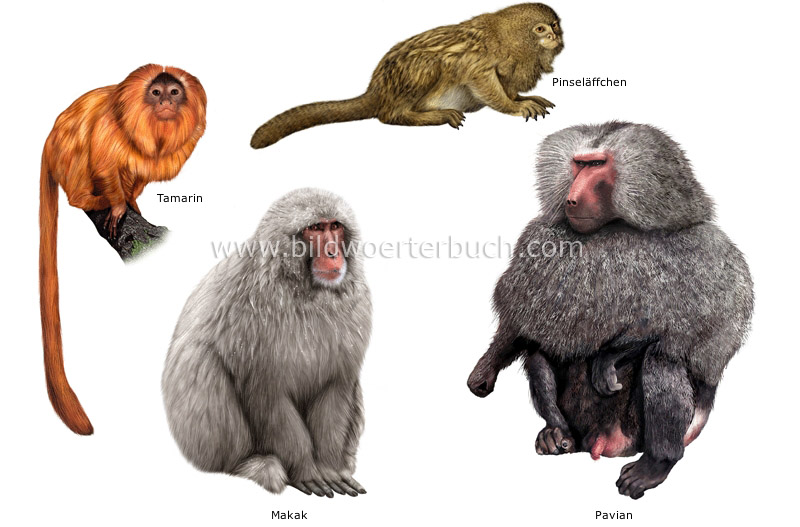 Beispiele für Primaten Bild
