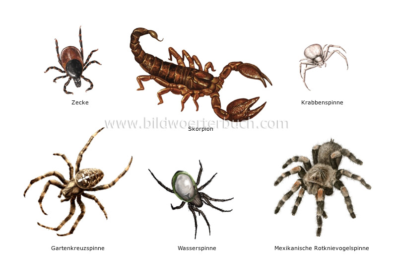 examples of arachnids image
