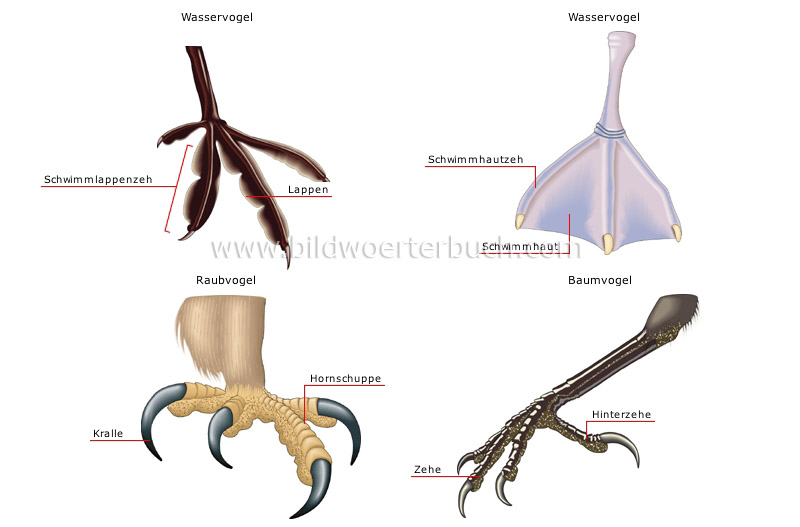 examples of feet image