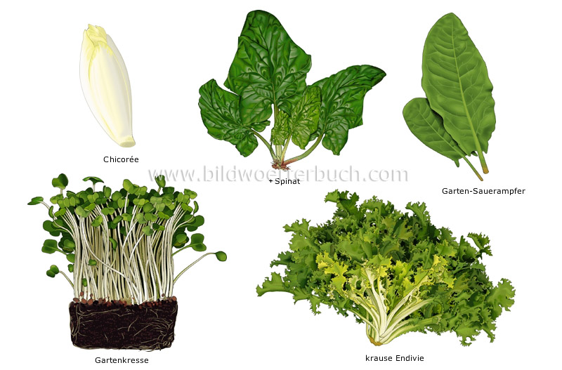 leaf vegetables image