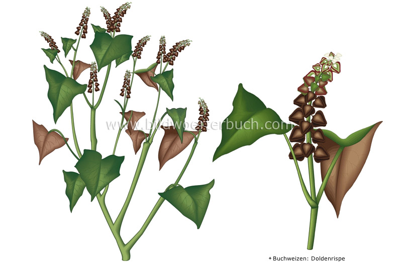buckwheat image
