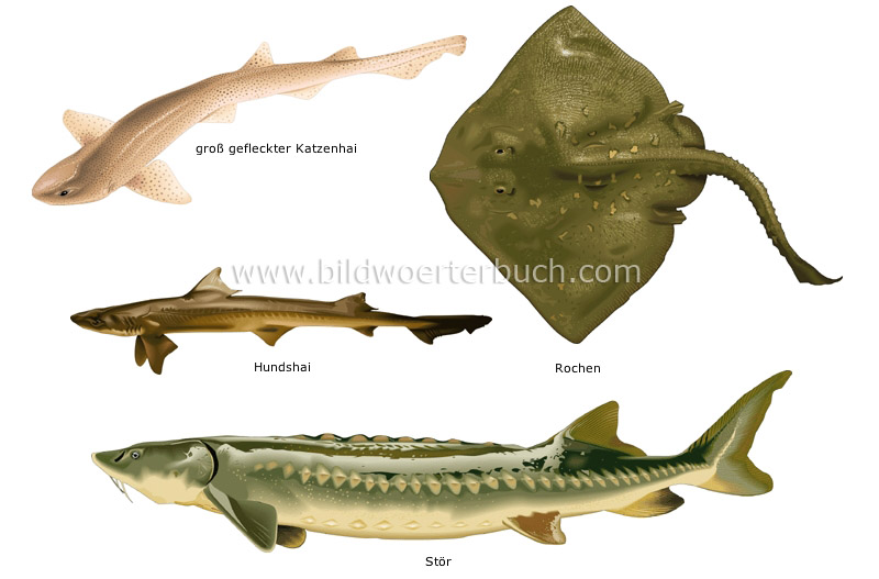 cartilaginous fishes image