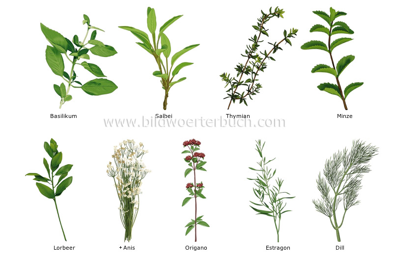 herbs image