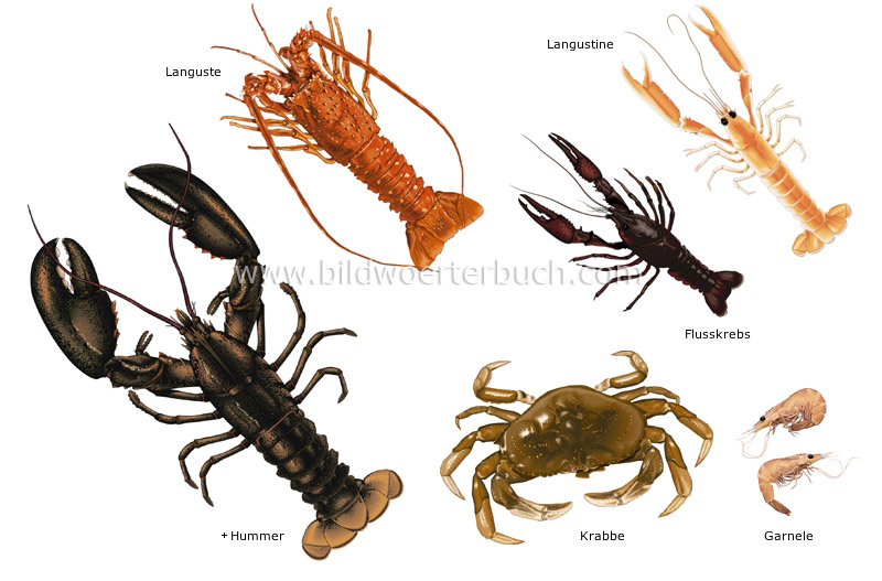crustaceans image