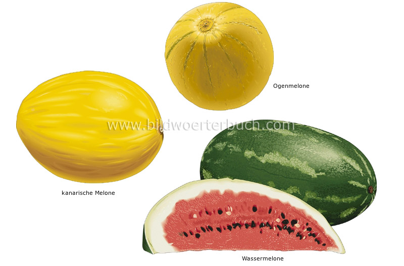 Melonen Bild