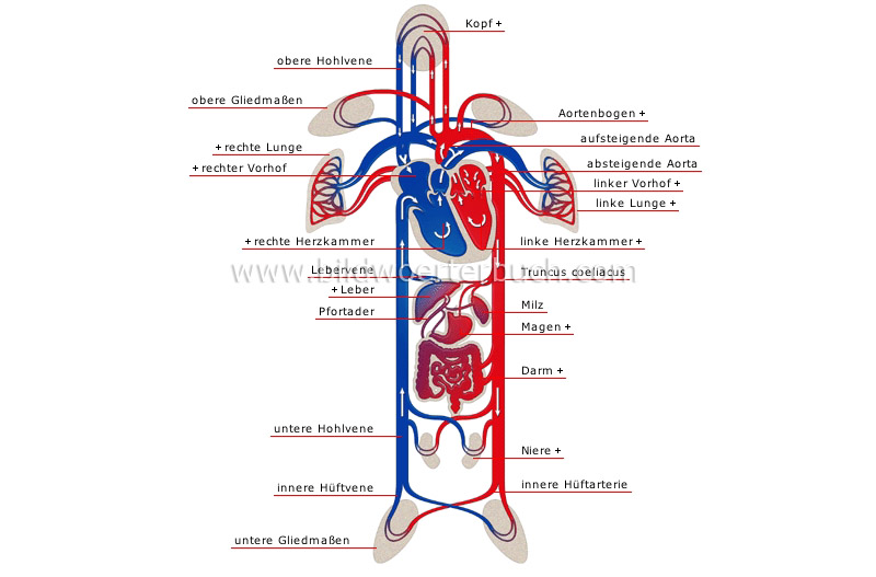 Schema des Blutkreislaufs Bild