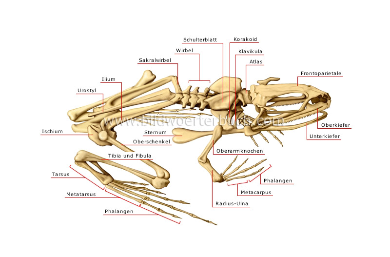 skeleton of a frog image