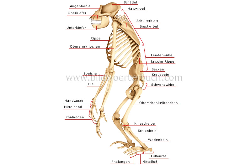 Skelett eines Gorillas Bild