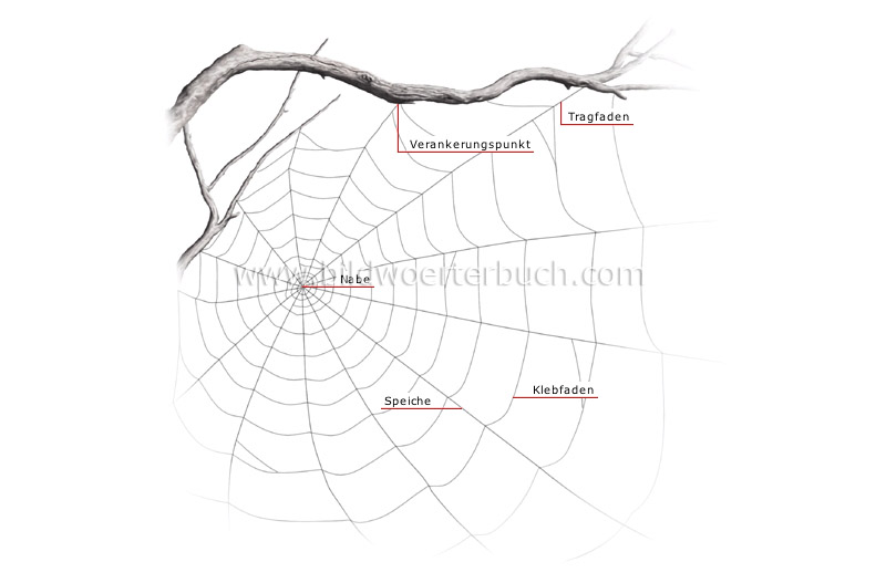 Spinnennetz Bild