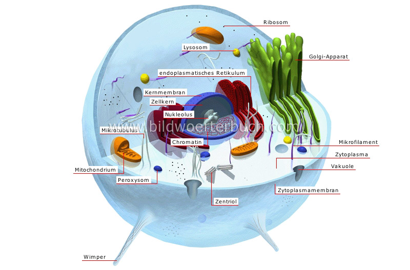animal cell image