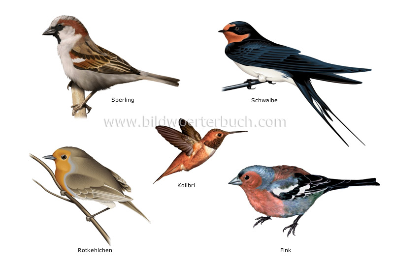 examples of birds image