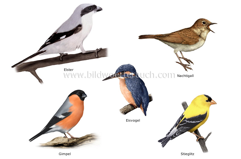 examples of birds image